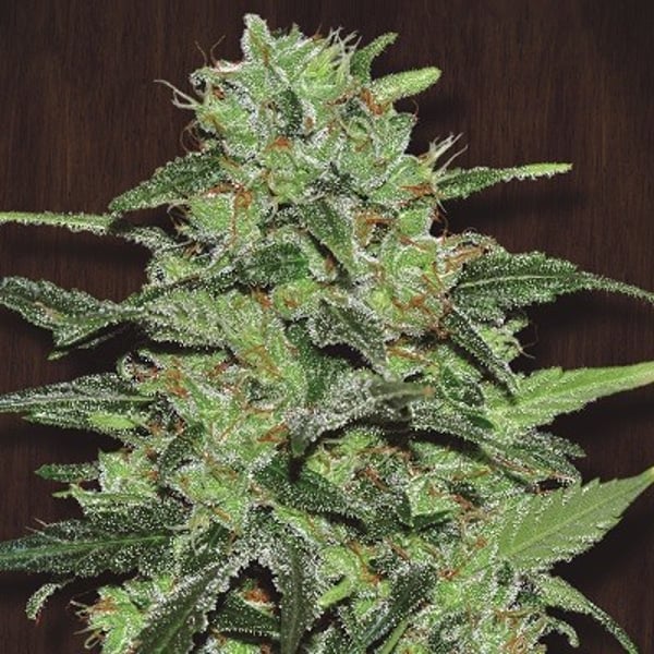 Malawi Ace Seeds cannabisfrø