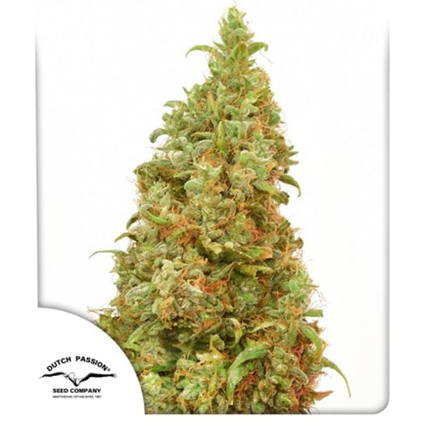 THC-Victory Dutch Passion medicinske cannabisfrø