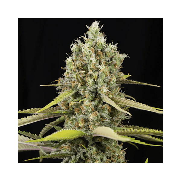 Lemon King Eva Seeds cannabisfrø