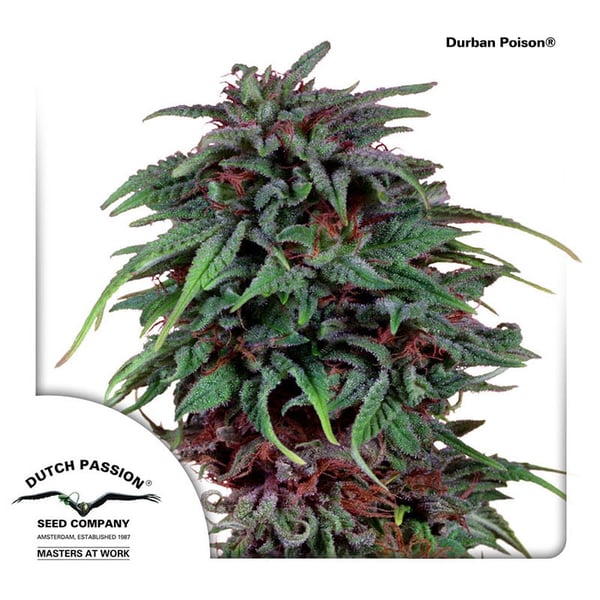 cannabisfrø-Durban-Poison-Dutch-Passion
