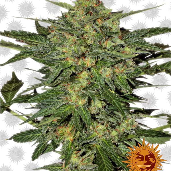 LSD cannabisfrø