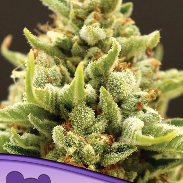Auto Banana Kush Anesia Seeds skunkfrø cannabisfrø