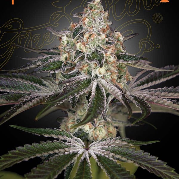 White Widow Green House Seed Company cannabisfrø