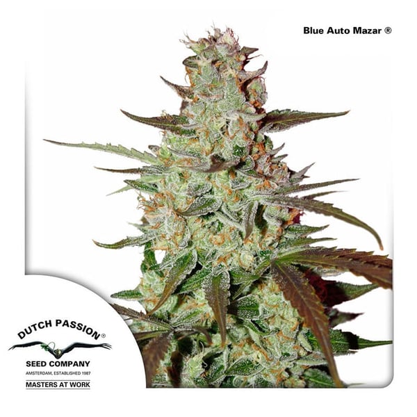 Blue-AutoMazar-Dutch-Passion cannabisfrø