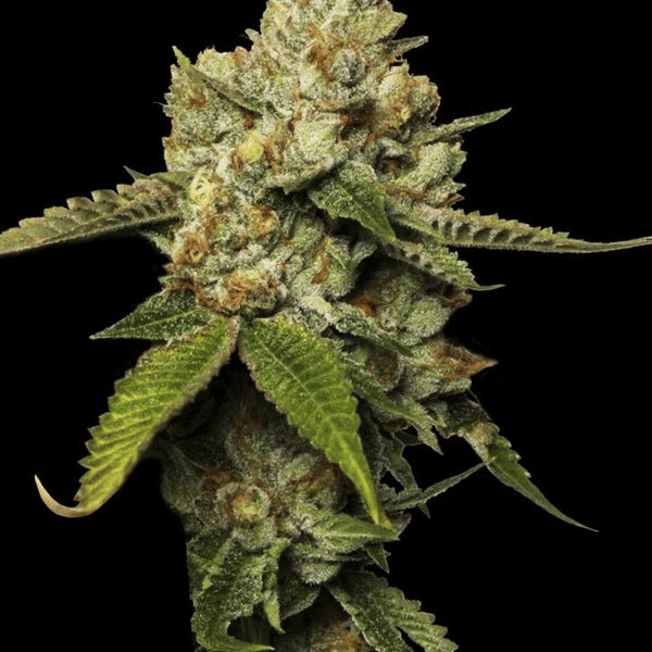 Kosher Prophet DNA Genetics cannabisfrø