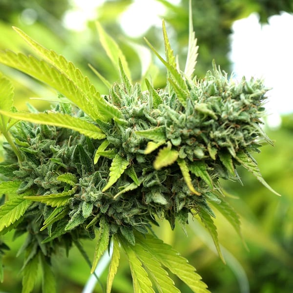 Mango OG Auto Humboldt Seed Organization cannabisfrø