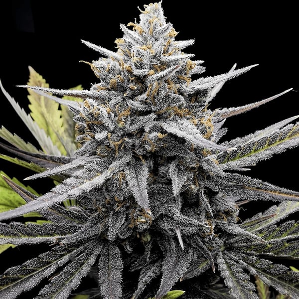Bubba Slaps Black Garm Genetix cannabisfrø