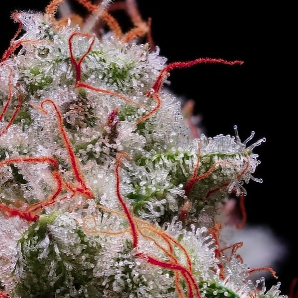 PEACH CRESCENDO AUTO RF3 Ethos Genetics cannabis seeds
