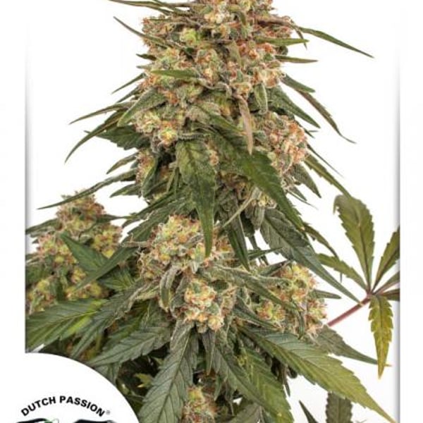 Cannabisfrø-Forest-Dream-Dutch-Passion