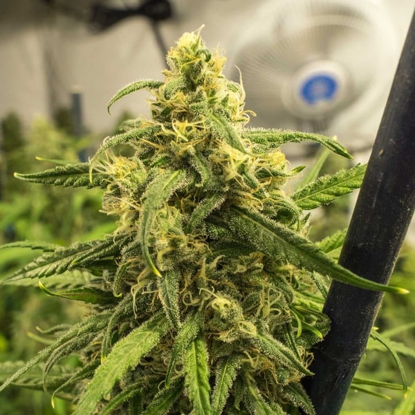 Big Bud Auto cannabisfrø skunkfrø
