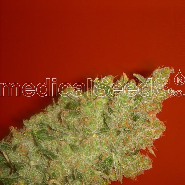 Medicinske cannabisfrø jack la mota