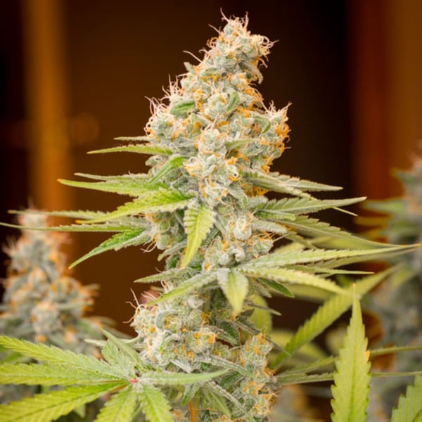 Strawberry Banana Auto Nordland Seeds skunkfrø