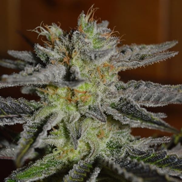 g13-double-black
