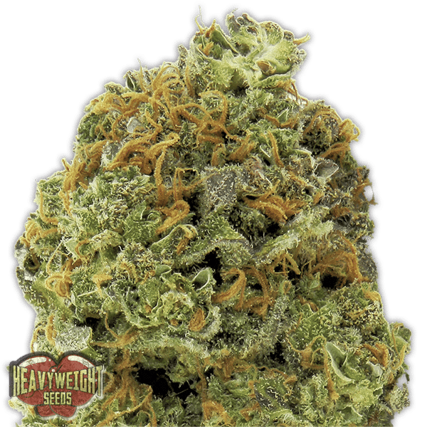 Wipeout Express Auto Heavyweight Seeds cannabisfrø