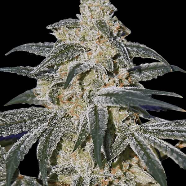 Afghan Hash Plant Auto Barneys Farm cannabisfrø