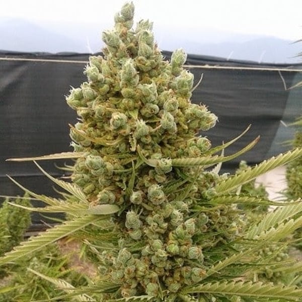 Auto Malawi x Northern Lights Feminized Ace Seeds cannabisfrø