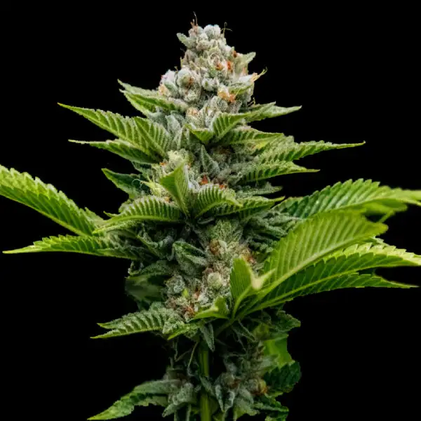 Challah Cake DNA Genetics cannabisfrø