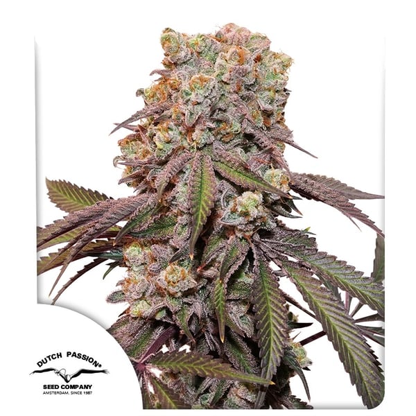 Auto Candy Bubatz XL Dutch Passion cannabisfrø