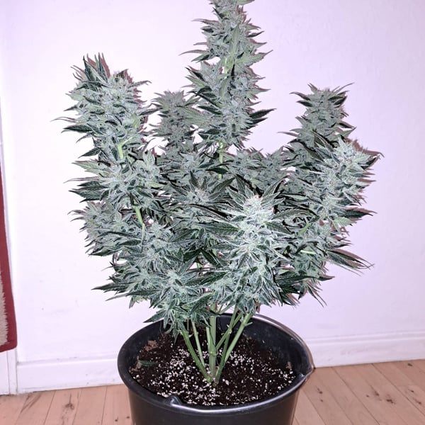 Blue Cheese Auto Nordland Seeds skunkfrø cannabisfrø