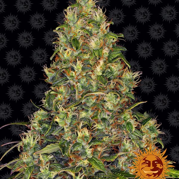 Amnesia Haze Auto Barneys Farm cannabis seeds