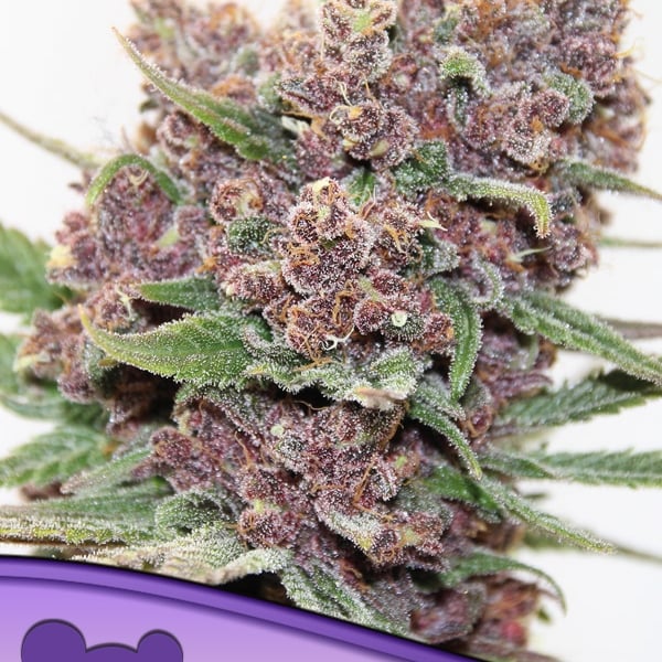 Gelato Dream Anesia Seeds cannabisfrø skunkfrø