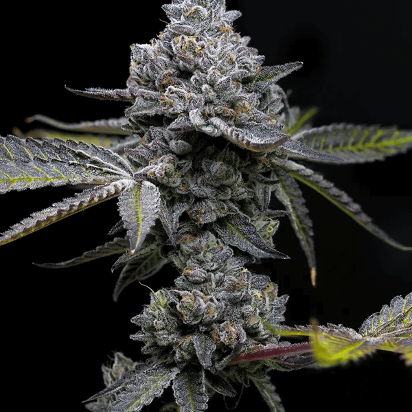Apple Fritter Barney's Farm Cannabisfrø