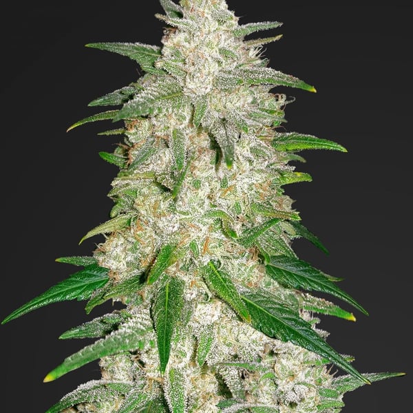 Auto Cannabisfrø Gelato Fast Buds