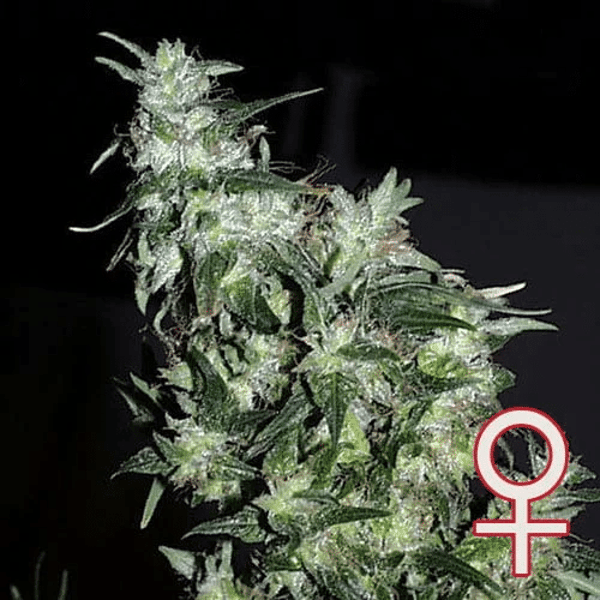 Haze Special K.C. Brains Seeds cannabisfrø