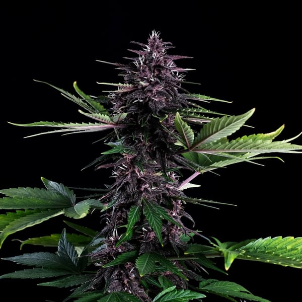 Swiss Dream Rosé Auto CBD Kannabia skunkfrø cannabisfrø