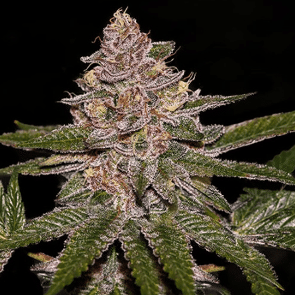 Radical Juice Auto Ripper Seeds cannabisfrø