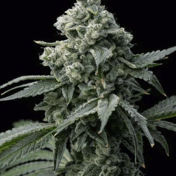 Bruce Banner Barney's Farm cannabisfrø