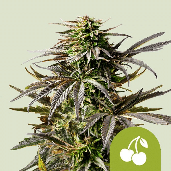 Cherry Pie Auto Royal Queen Seeds skunkfrø
