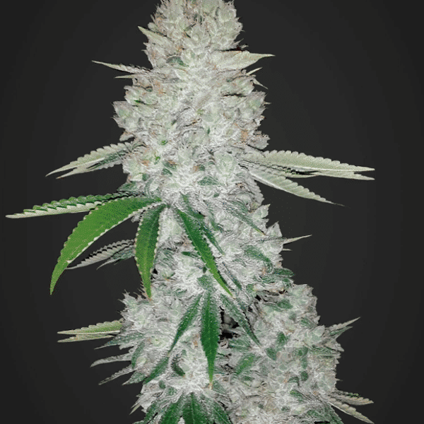 Auto Cannabisfrø Gorilla Glue Fast Buds