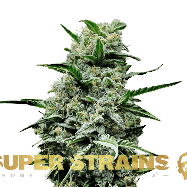 Mexican Candy Super Strains cannabisfrø