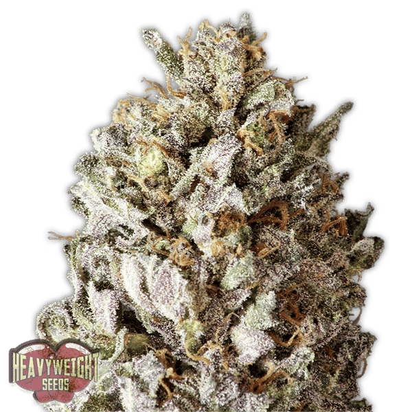 Diesel Drift Heavyweight Seeds cannabisfrø