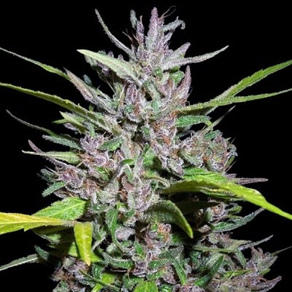 Honduras x Panama Feminized Ace Seeds cannabisfrø
