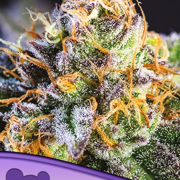 Yuhbary Anesia Seeds cannabisfrø skunkfrø