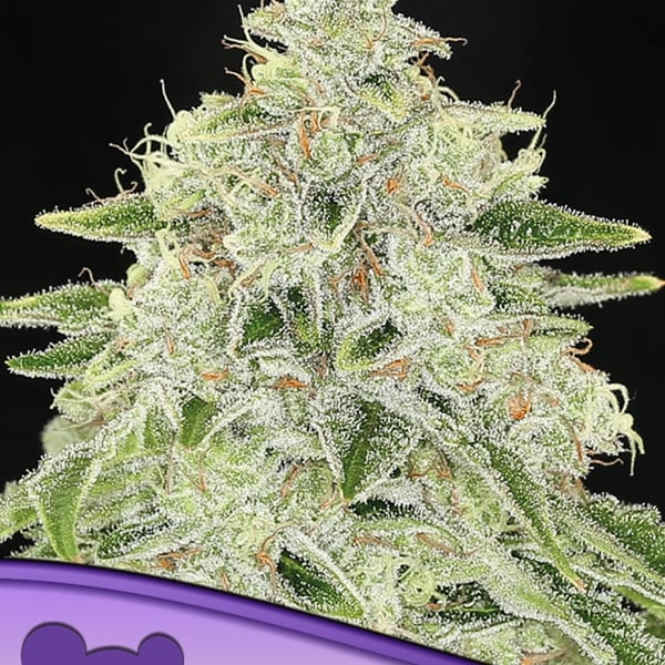 Haze Queen