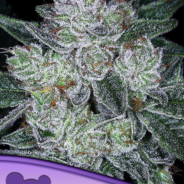 Auto Future 1 Anesia Seeds cannabisfrø skunkfrø