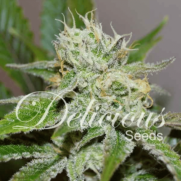 Original Juan Herer Delicious Seeds cannabisfrø