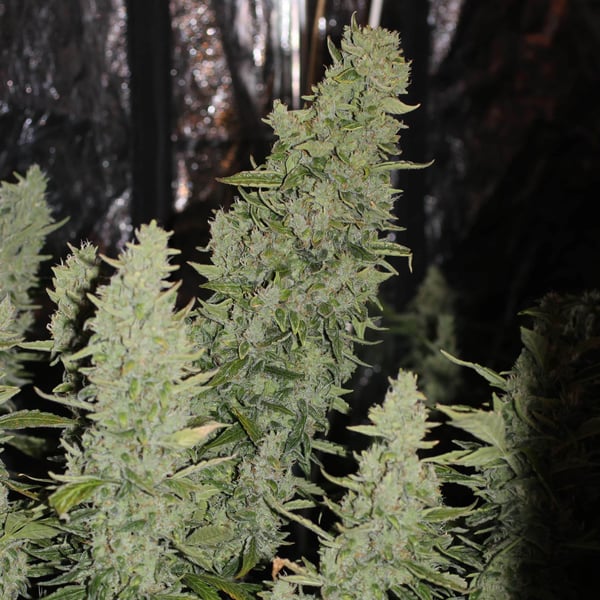 Niagara Doctor's Choice cannabisfrø