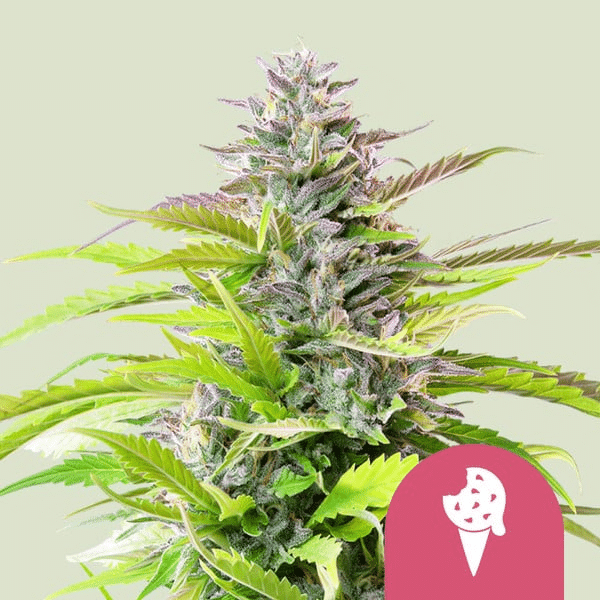 Cookies Gelato Royal Queen Cannabisfrø Skunkfrø