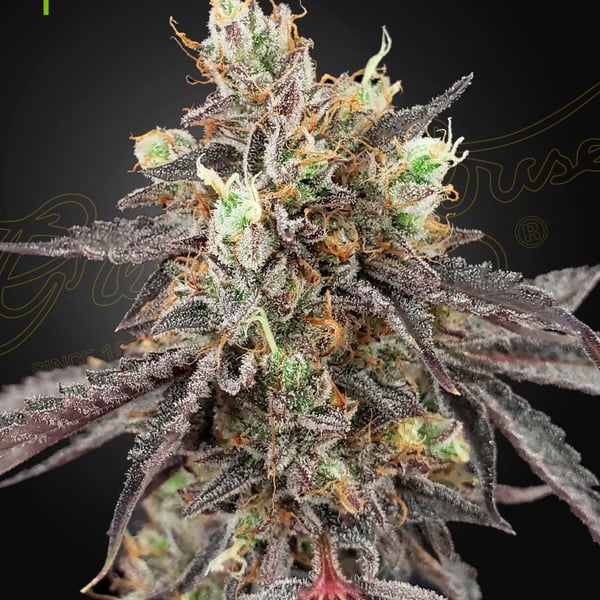Gelato 41 x Gelato 41 Auto Greenhouse Seed Company cannabisfrø