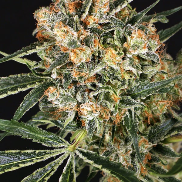 Hippie Therapy CBD Exotic Seed cannabisfrø