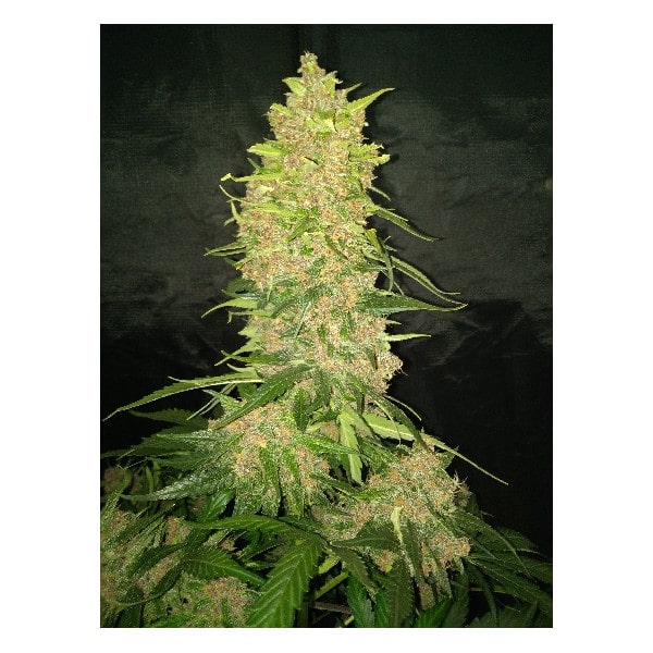 Snowfruit aka"The Queen" Auto