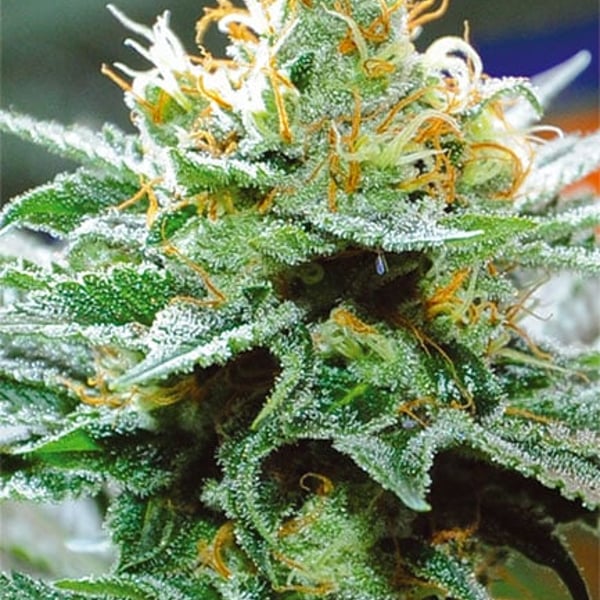 Amnesia x Buddha Kush Vision Seeds cannabisfrø