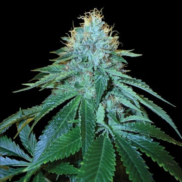 Cannabisfrø The OG#18 Reserva Privada