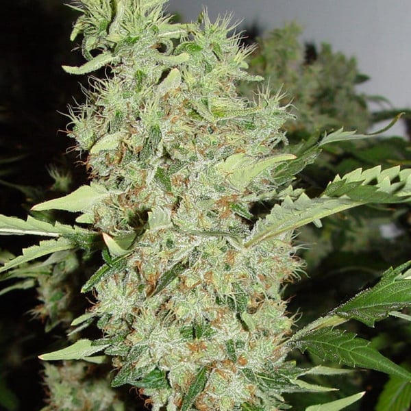 Baba-G Christiania Seeds cannabisfrø skunkfrø