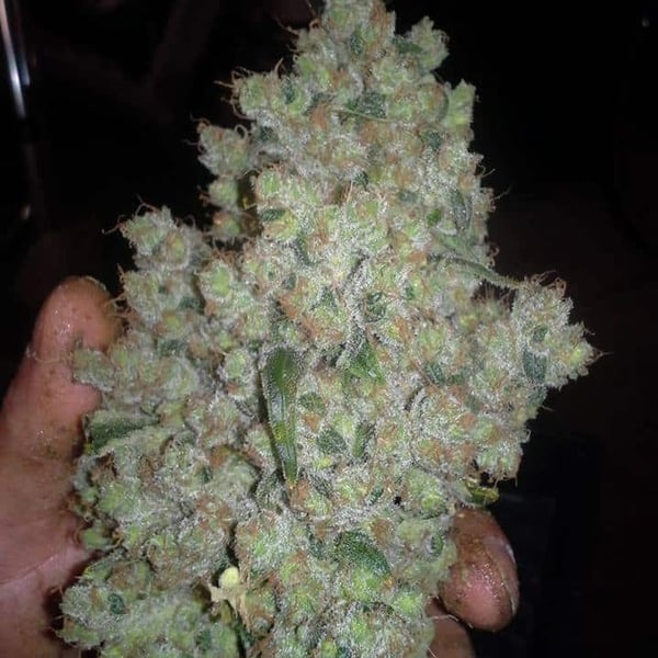 CBD SharkShock CBD Crew cannabis