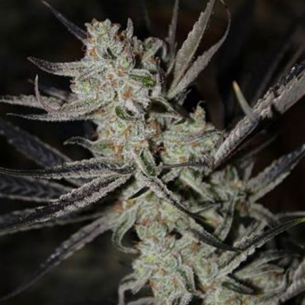 Chernobyl Subcool the Dank cannabis seeds